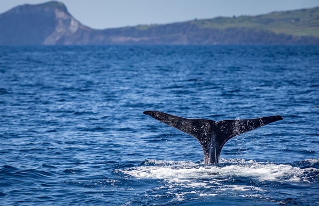 Avistamiento de ballenas y delfines en Rabo de Peixe - Foto 4