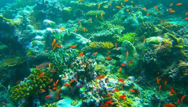 Snorkel en Addu - Foto 5