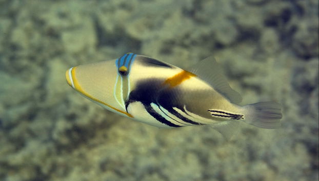 Snorkel en Addu - Foto 4