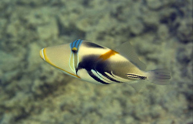 Snorkel en Addu - Foto 4