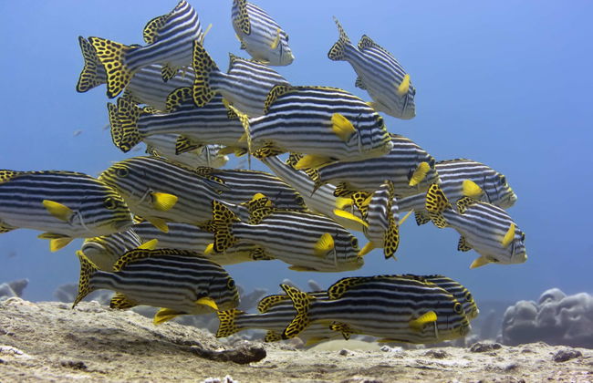 Snorkel en Addu - Foto 3