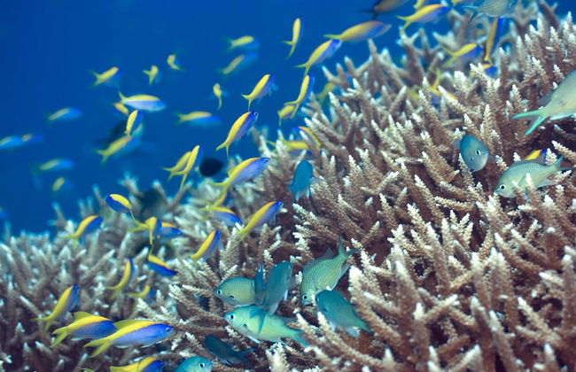Snorkel en Addu - Foto 1