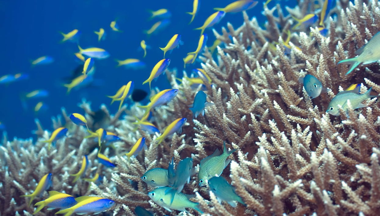 Snorkel en Addu - Foto 1
