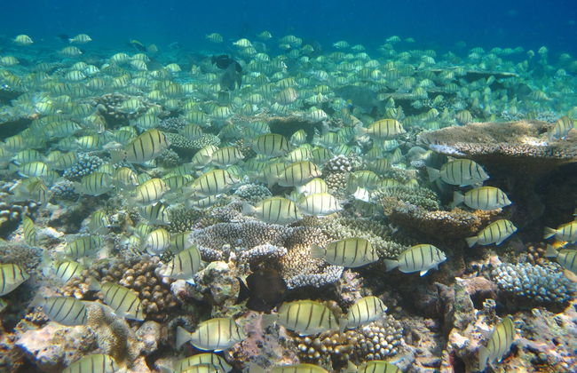 Snorkel en Addu - Foto 3