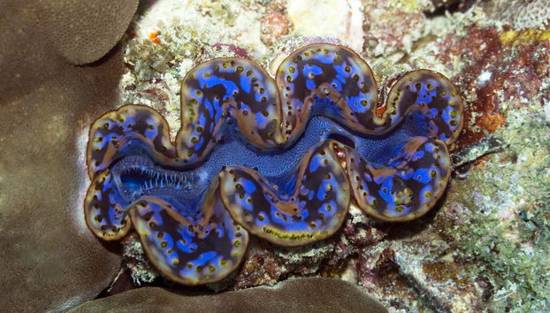 Snorkel en Addu - Foto 2