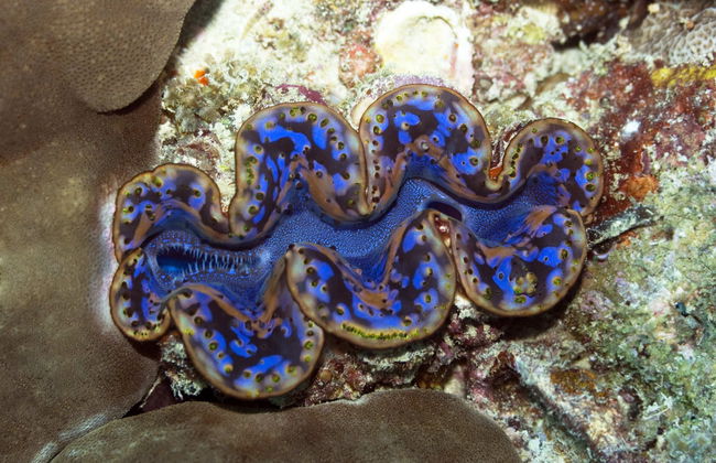 Buceo en Addu - Foto 6