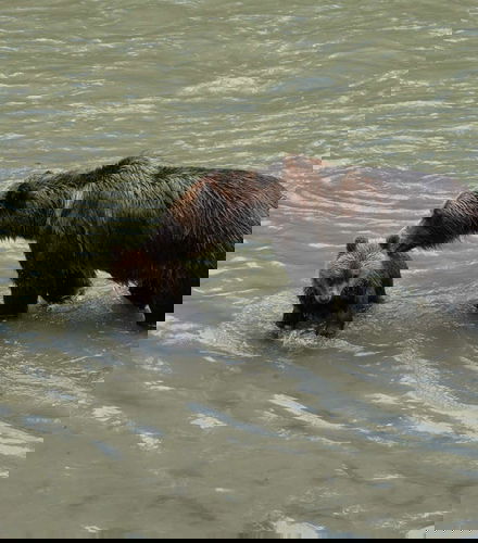Foto de Avistamiento de osos grizzly
