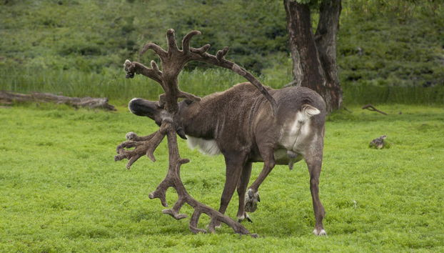 Portage Glacier + Wildlife Conservation Center - Foto 5