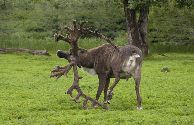 Glaciar Portage + Centro de Conservación de Vida Silvestre - Foto 5
