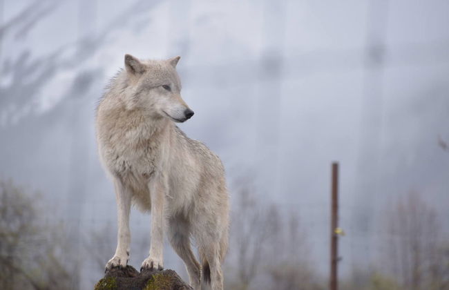 Glaciar Portage + Centro de Conservación de Vida Silvestre - Foto 7
