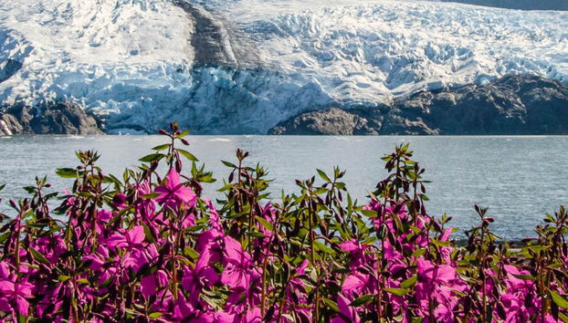 Portage Glacier + Wildlife Conservation Center - Photo 5