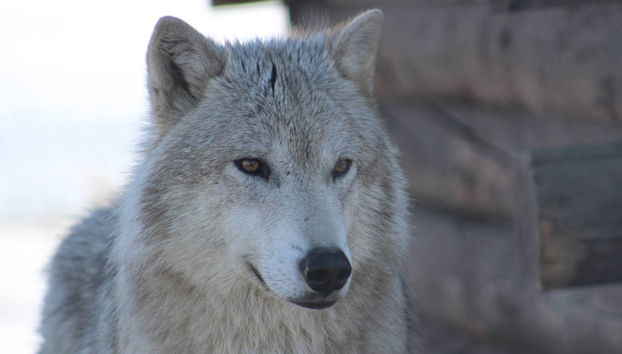 Portage Glacier + Wildlife Conservation Center - Foto 2