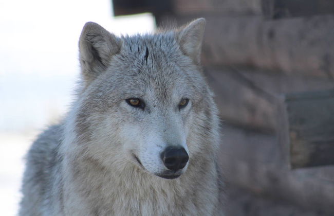 Glaciar Portage + Centro de Conservación de Vida Silvestre - Foto 2
