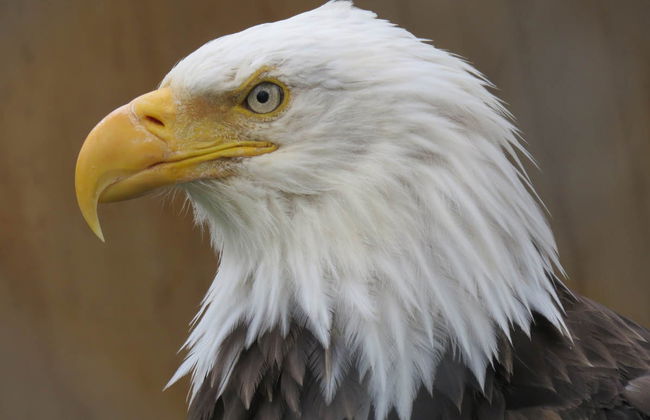 Glaciar Portage + Centro de Conservación de Vida Silvestre - Foto 6