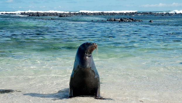 Excursão a Tortuga Bay - Foto 2
