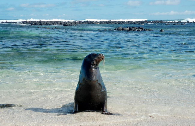 Tortuga Bay Day Trip - Foto 2