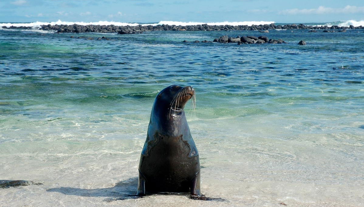 Tour di 5 giorni dell'isola di Santa Cruz e Isabela - Foto 1