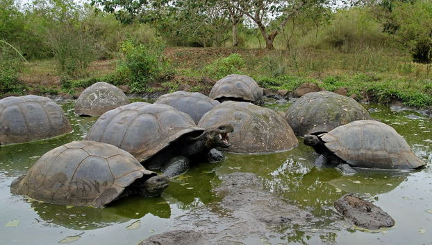 Tour di 5 giorni dell'isola di Santa Cruz e Isabela - Foto 2