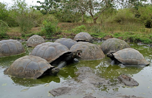 Isabela Island Tour - Foto 3