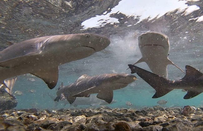 Excursión a Pedra de Lume + Baño con tiburones en Shark Bay - Foto 5