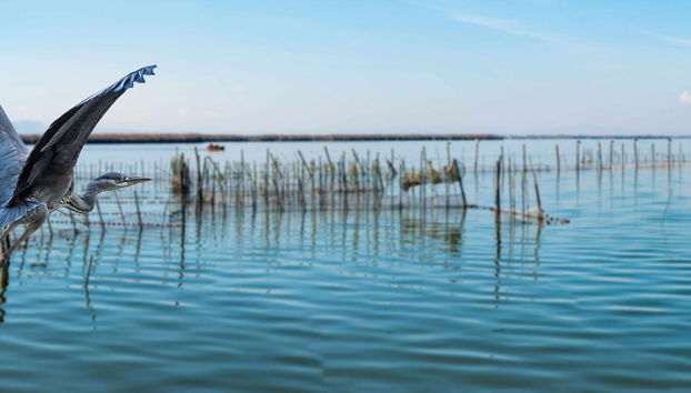 Excursión a La Albufera - Foto 2
