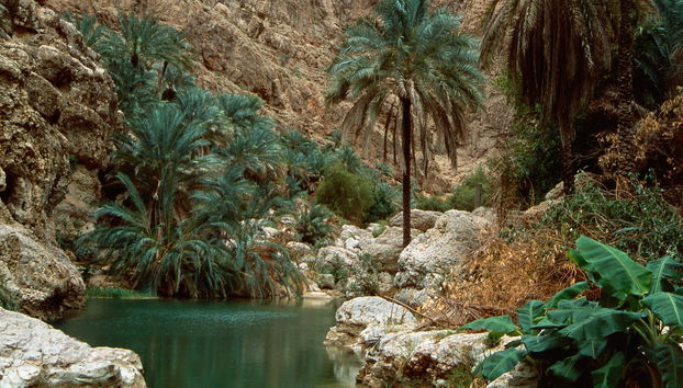 Wadi Shab Day Tour - Foto 3