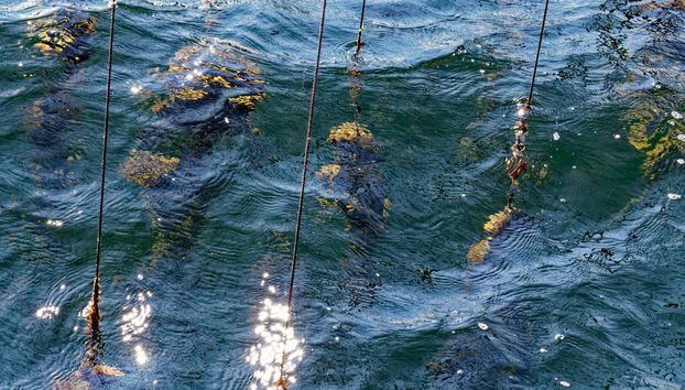 Sète Trip & Oyster Tasting - Photo 5