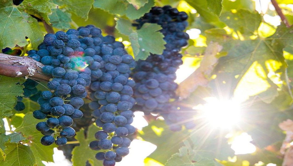 Assapora la Barossa: Degustazione di vini - Tour per piccoli gruppi - Foto 1