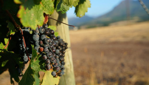 Balade en trottinette tout-terrain à Stellenbosch - Photo 4