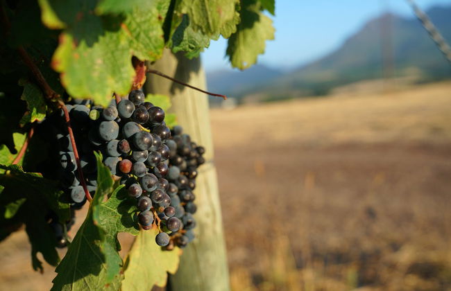 Balade en trottinette tout-terrain à Stellenbosch - Photo 4