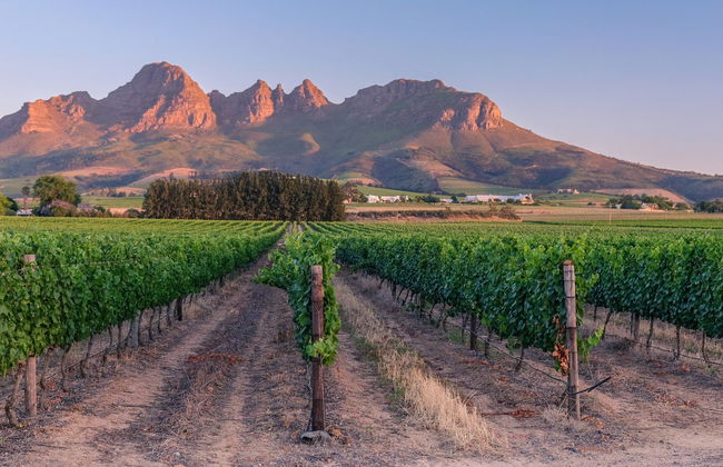 Balade en trottinette tout-terrain à Stellenbosch - Photo 7