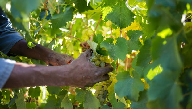 Balade en trottinette tout-terrain à Stellenbosch - Photo 5