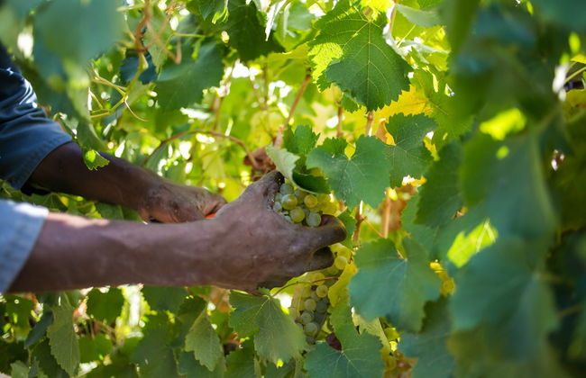 Balade en trottinette tout-terrain à Stellenbosch - Photo 5