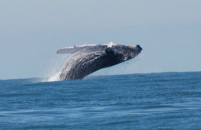 Avistamiento de cetáceos en el Parque Nacional Marino Ballena - Foto 2
