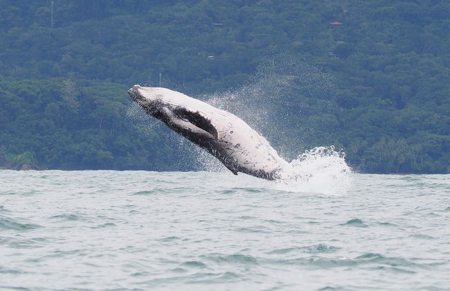 Avistamiento de cetáceos en el Parque Nacional Marino Ballena - Foto 8