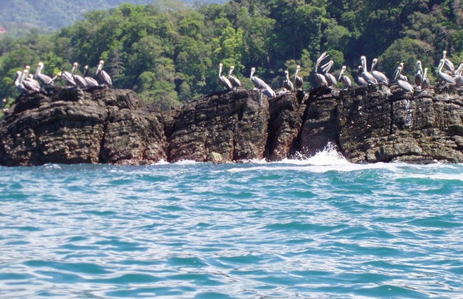 Avistamiento de cetáceos en el Parque Nacional Marino Ballena - Foto 6
