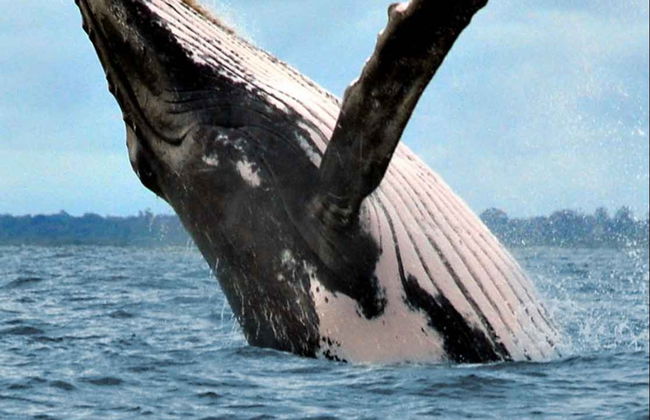 Avistamiento de cetáceos en el Parque Nacional Marino Ballena - Foto 4