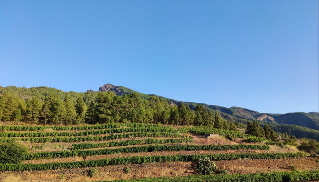 Visita a las Bodegas Ferrera - Foto 5
