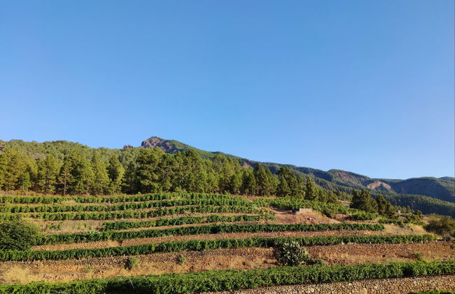 Visita a las Bodegas Ferrera - Foto 5