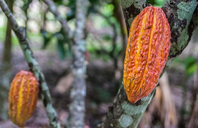Tour do cacau por San Rafael - Foto 1