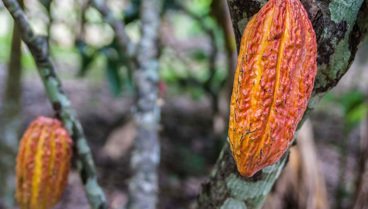 San Rafael Cocoa Tour - Photo 1