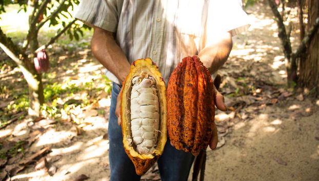 San Rafael Cocoa Tour - Photo 2