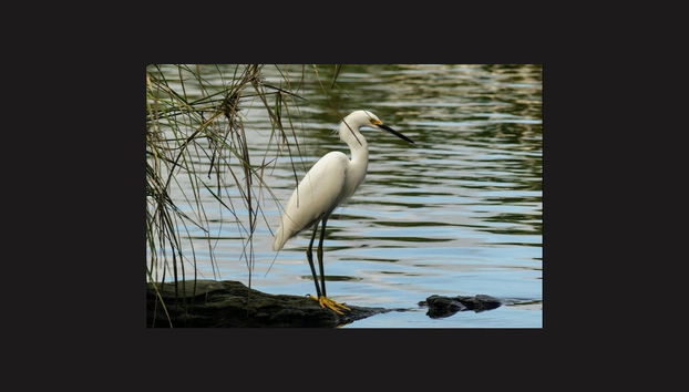 A heron on the lagoon