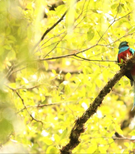 Foto de Semuc Champey, Cobán y el santuario del Quetzal en 3 días