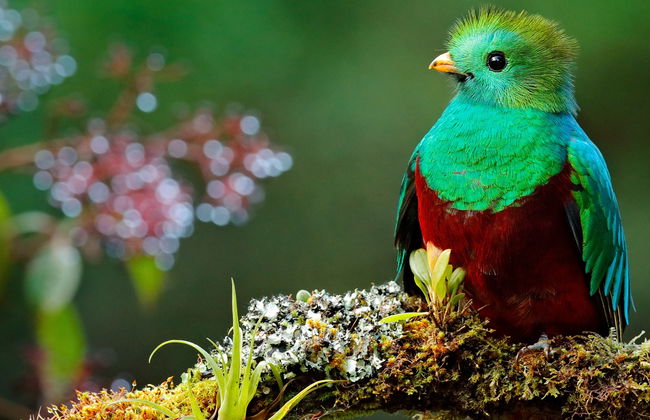 Semuc Champey, Cobán y el santuario del Quetzal en 3 días - Foto 4