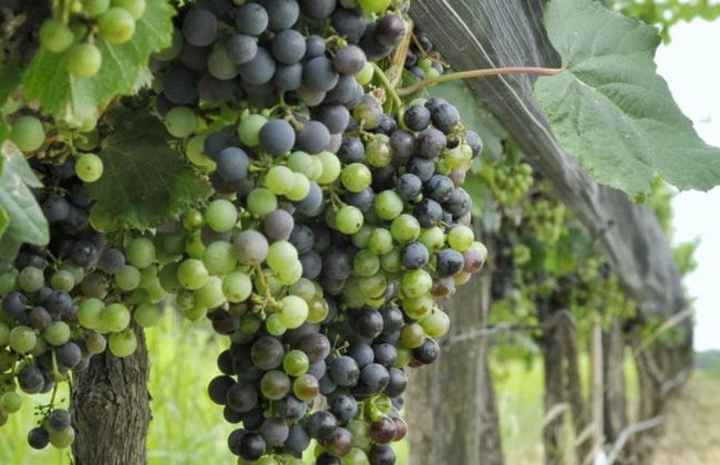 Tour de bodegas por Colonia Caroya con degustación de vinos - Foto 8