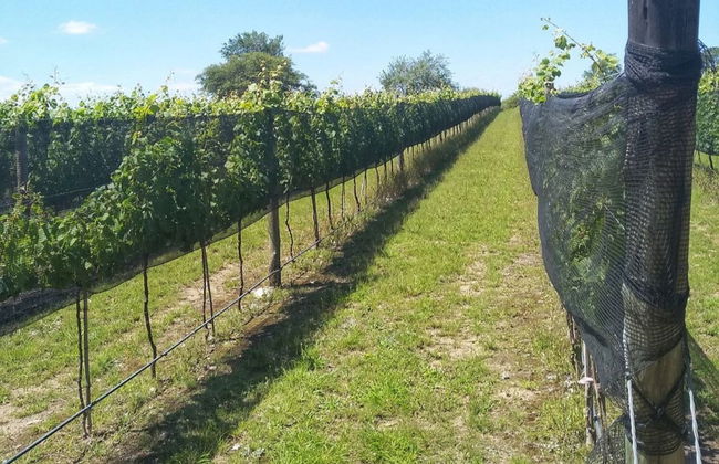Tour de bodegas por Colonia Caroya con degustación de vinos - Foto 7