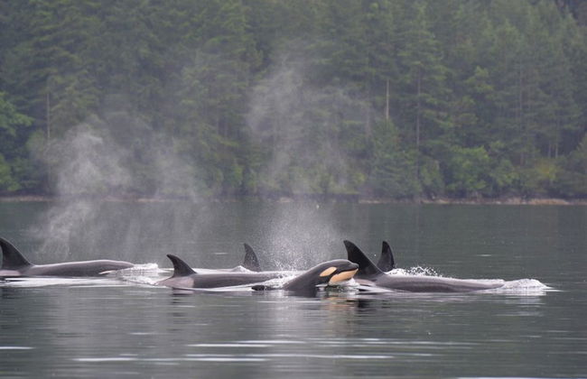 Avistamiento de ballenas en Seattle - Foto 7