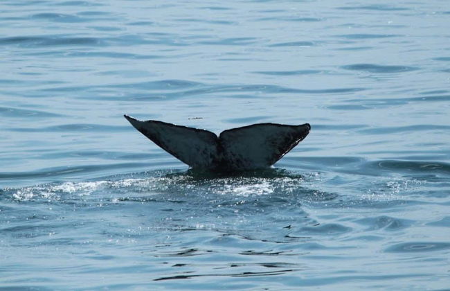 Avistamiento de ballenas en Seattle - Foto 6
