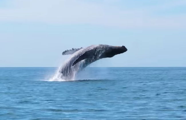 Avistamiento de ballenas en Seattle - Foto 8
